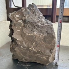 化石  貝①
の画像