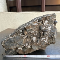 化石  貝①
の画像