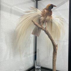 極楽鳥の剥製(ガラスケース入り) の画像