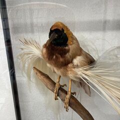 極楽鳥の剥製(ガラスケース入り) の画像