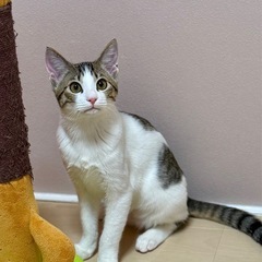 活発で甘えん坊！猫との生活を楽しみたいならこの男の子