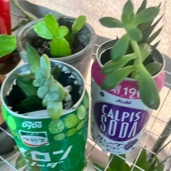 多肉植物サボテンの画像