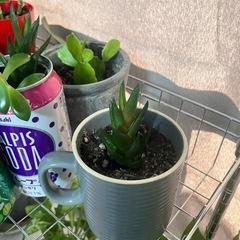 多肉植物サボテンの画像