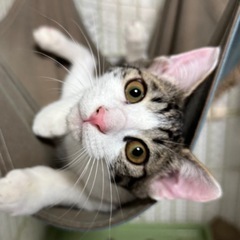 丸顔でおしゃべりが上手な可愛い子