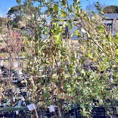 果樹苗　ブルーベリー　ホームベル　根巻き　2mの画像