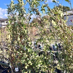 果樹苗　ブルーベリー　ホームベル　根巻き　2mの画像