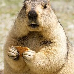 アルプスマーモットCB