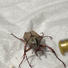 KOTA's insect  みとき屋さんクリスマス市　出店します - 南丹市