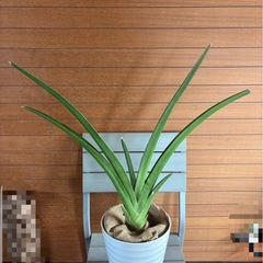 サンスベリア ペロッティの画像