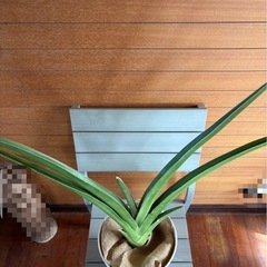 サンスベリア ペロッティの画像