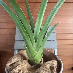 サンスベリア ペロッティの画像