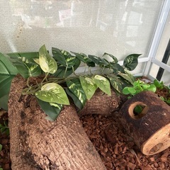 爬虫類用飼育ケース　ゲージ　テラリウム　現状渡し　訳ありの画像