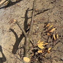 桜の枝（チップ作りに）
の画像
