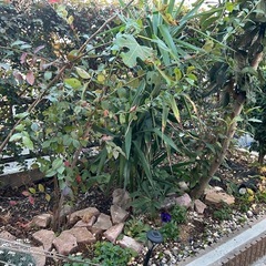 ガーデンニング品🌷🌻🪴決まりました。多数のお問い合わせありがとうございます。
の画像