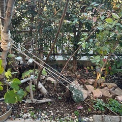 ガーデンニング品🌷🌻🪴決まりました。多数のお問い合わせありがとうございます。
の画像