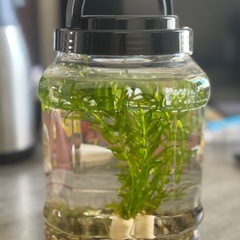 ミナミヌマエビほったらかしセットの画像