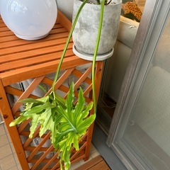 米びつ、骨董の画像