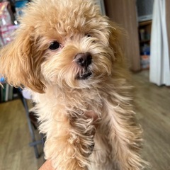 里親様決定　マルプー　4/20産まれ　男の子