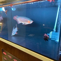 水槽の画像