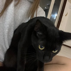 美男黒猫