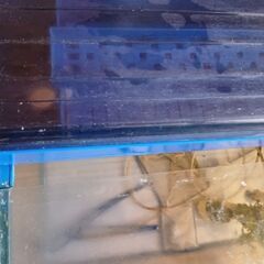 水槽中古の画像