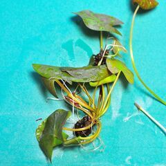 4個セット! 熱帯睡蓮 キーラルゴ 根茎２個 ＋ムカゴ苗2株 計4個セット (2)の画像