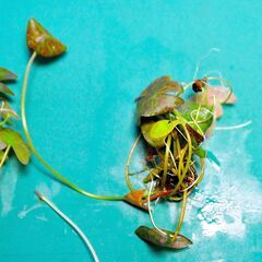 4個セット! 熱帯睡蓮 キーラルゴ 根茎２個 ＋ムカゴ苗2株 計4個セット (2)の画像