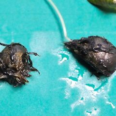 4個セット! 熱帯睡蓮 キーラルゴ 根茎２個 ＋ムカゴ苗2株 計4個セット (2)の画像