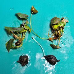 4個セット! 熱帯睡蓮 キーラルゴ 根茎２個 ＋ムカゴ苗2株 計4個セット (2)の画像