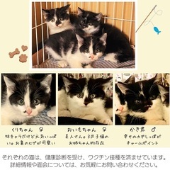 子猫❤️保護猫　愛知