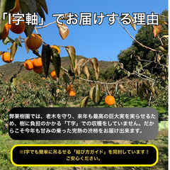 【蜂屋柿系 松井柿】干し柿用渋柿　在来渋柿／岐阜産／完熟手取り　お引取り用の画像