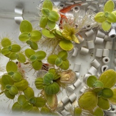 コメット赤ちゃんの画像