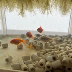 コメット赤ちゃんの画像