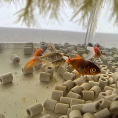 コメット赤ちゃんの画像