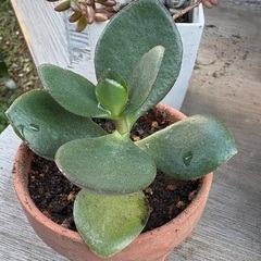 多肉植物　金なるの木の画像