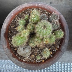 サボテンの画像