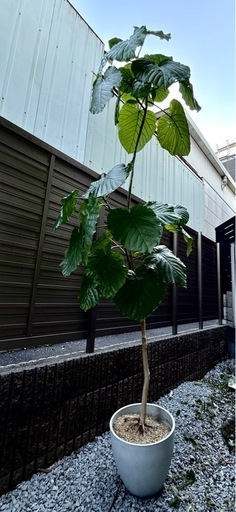 ウンベラータ