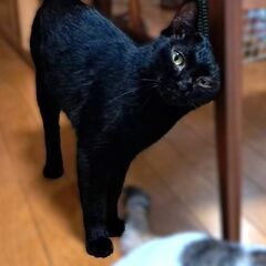 気丈だけどベタベタな甘えっ子アネモネ、熊本女子