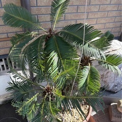 鉢ごとあげます。の画像