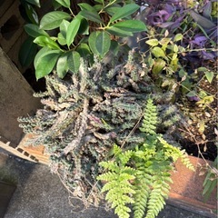 鉢ごとあげます。の画像