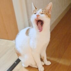 超シャイで甘えん坊のジュンンジュン