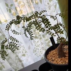 🌵オペルクリカリアパキプス    セットの画像