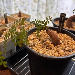 🌵オペルクリカリアパキプス    セットの画像