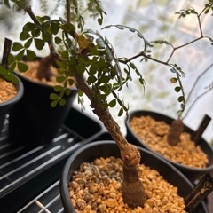 🌵オペルクリカリアパキプス    セットの画像