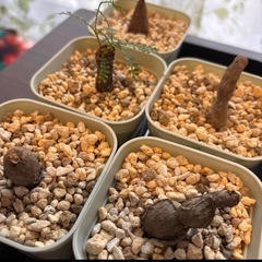 🌵オペルクリカリアパキプス    セットの画像