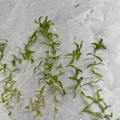 水草　パールグラスの画像
