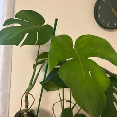 モンステラ　セット　園芸用品のおまけ付き(チップ、土、鉢、など色々)の画像