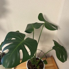 モンステラ　セット　園芸用品のおまけ付き(チップ、土、鉢、など色々)の画像