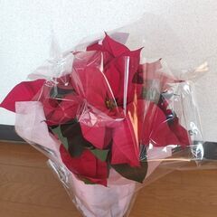 ポインセチア (高さ約45cm / レッド 赤)の画像