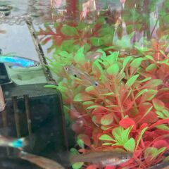 無料　グッピー成魚の画像